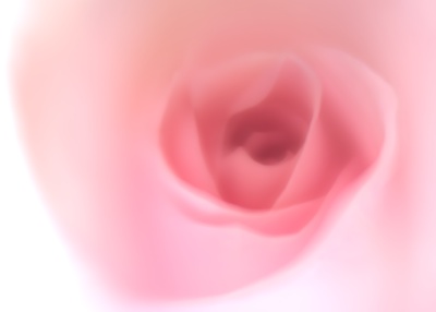 pink rose