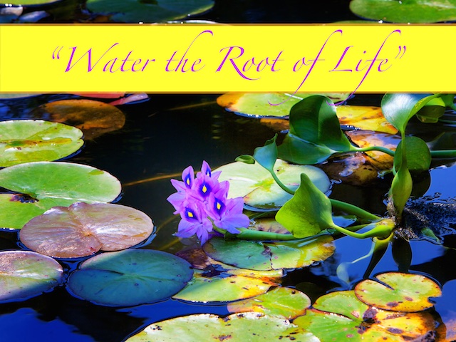 WaterRootofLife